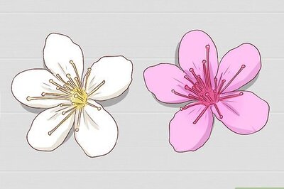 How to Identify Cherry Trees