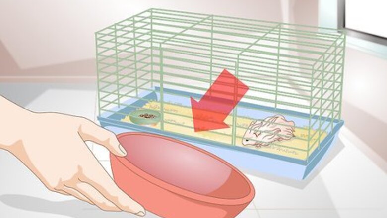 How to Clean a Long Haired Hamster