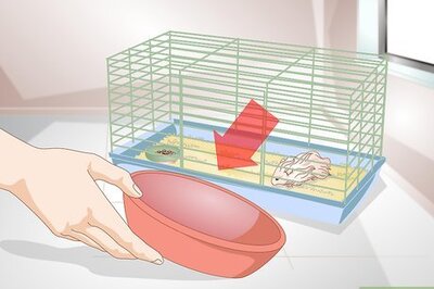 How to Clean a Long Haired Hamster