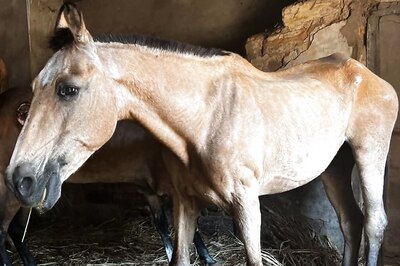 Remember 'Rekha' the Mare Who Played Pivotal Role in 'Lagaan'? This is What She's Doing Now