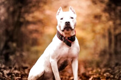 Delhi: Woman Asks Man To Not Let Pet Dog Defecate Outside House, He Unleashes Pitbull On Her | Watch