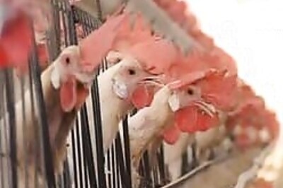 West Bengal says bird flu outbreak under control