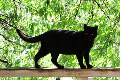 Malaysia Hands 38-Month Jail Sentence to Man Who Murdered Cats by Stuffing Them into Dryer