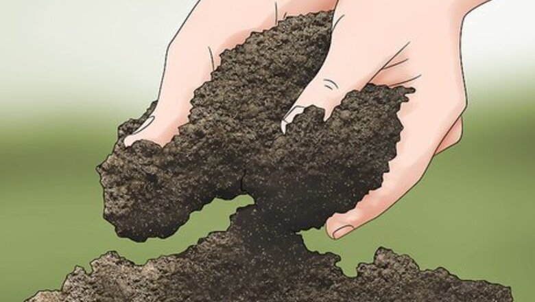 How to Grow Akebia Quinata
