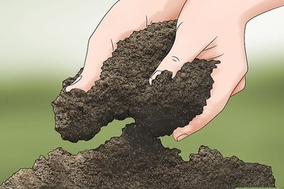 How to Grow Akebia Quinata