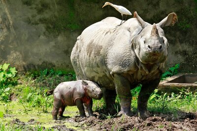 Adult rhino killed inside Kaziranga national park