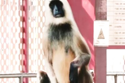 Life-size Langur Cutouts Placed at Lucknow Metro Stations to Fight Monkey Menace