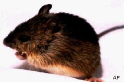 Kidnapped child eaten by rats