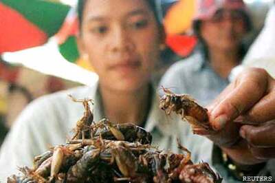 UN urges world to eat insects to fight hunger