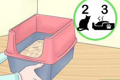How to Prevent Litter Box Aggression