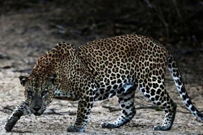 Leopard Emerges from Aarey Forest, Injures Woman; Victim Under Treatment, Out of Danger