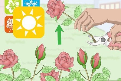 How to Preserve Flowers with Hairspray