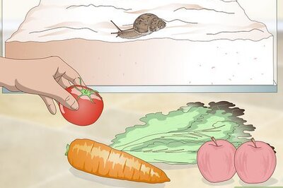 How to Feed a Land Snail