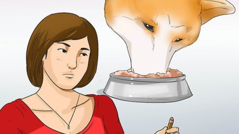 How to Care for an Akita Inu Dog