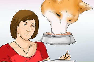 How to Care for an Akita Inu Dog