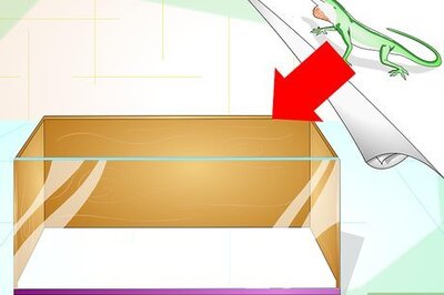 How to Create a Green Anole Habitat