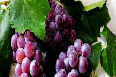 Glowing Skin To Healthy Hair: Know Health Benefits Of Black Grapes