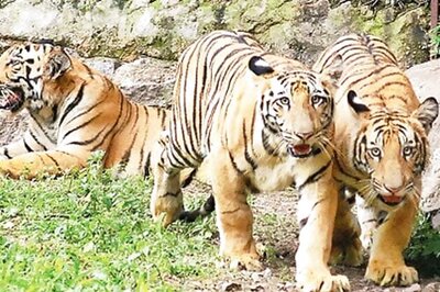 'Goa should be part of Tiger Reserve Complex'