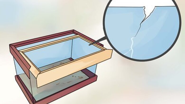 How to Catch a Pet Lizard or Skink