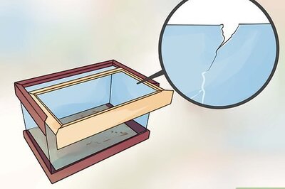 How to Catch a Pet Lizard or Skink
