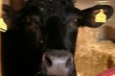 UK Hindu monastery's sacred bull seized for slaughter