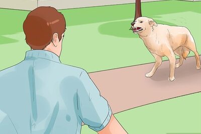 How to Catch a Dog