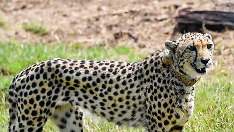 Asoka, Simba, Milkha or Tejas? From Emperors to Mythology, India Joins Hands to Rename 8 African Cheetahs