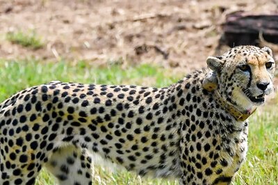 Asoka, Simba, Milkha or Tejas? From Emperors to Mythology, India Joins Hands to Rename 8 African Cheetahs