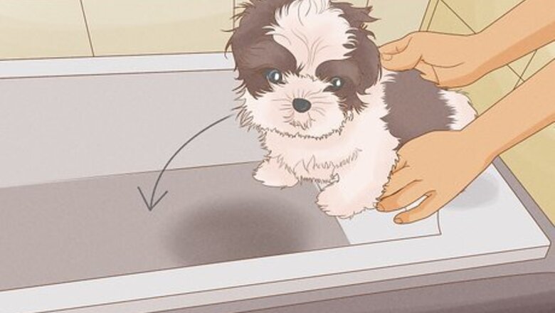How to Use a Flea Comb