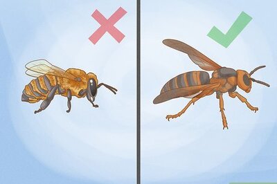 How to Kill a Wasp