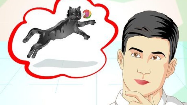 How to Train an Old Stubborn Cat to Do Tricks