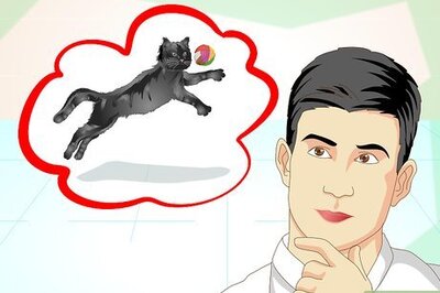 How to Train an Old Stubborn Cat to Do Tricks