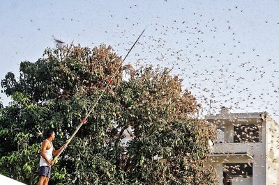 Locusts Swarms Reach Nagpur from Pench Tiger Reserve, Drones Used to Spray Pesticides