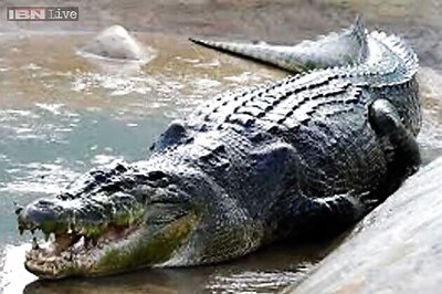 Johannesburg: World's oldest crocodile turns 114