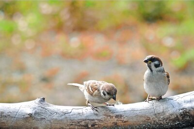 World Sparrow Day 2021: 5 Tips on How to Conserve and Protect Birds