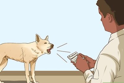 How to Control Disobedient Dogs