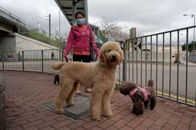 COVID-19: Bollywood Urges People Not to Abandon Pets