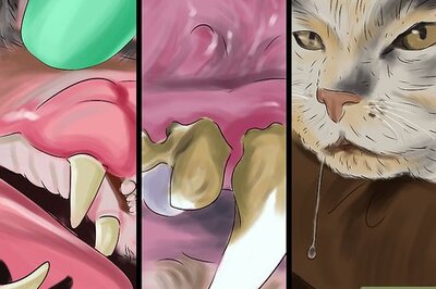 How to Get Your Cat's Teeth Professionally Cleaned