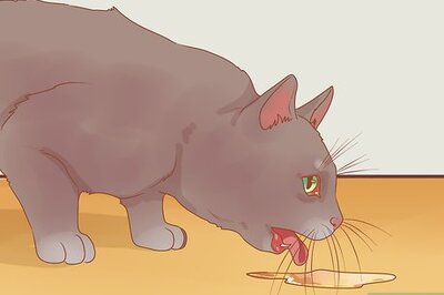 How to Put Your Cat to Sleep