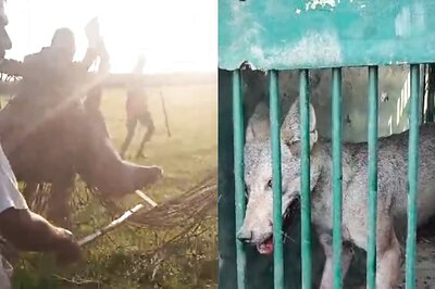 Fifth Man-Eater Wolf Captured by Villagers in UP Using 'Haaka Method', Hunt On For The Last of The Pack