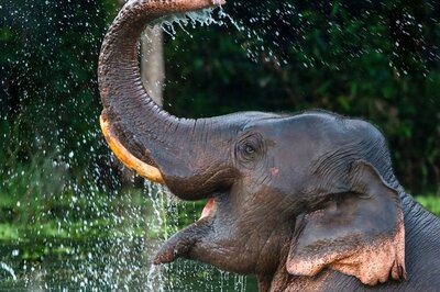 Sri Lankan Elephants to Now Get Biometric IDs, Owners Can't 'Drink and Ride'