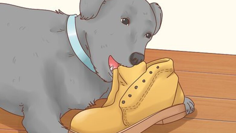 How to Get a Dog to Stop Eating Dirt