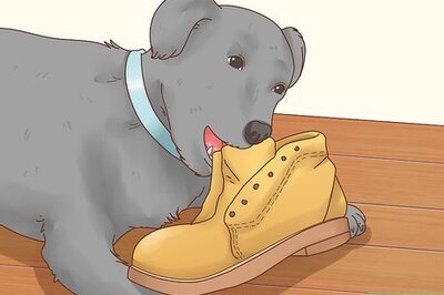 How to Get a Dog to Stop Eating Dirt
