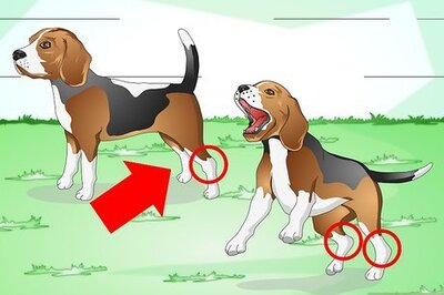 How to Treat a Sprained Ankle on a Dog