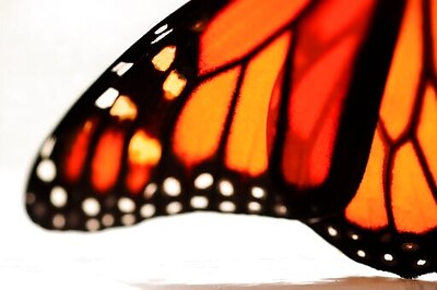 Feds To Delay Seeking Legal Protection For Monarch Butterfly