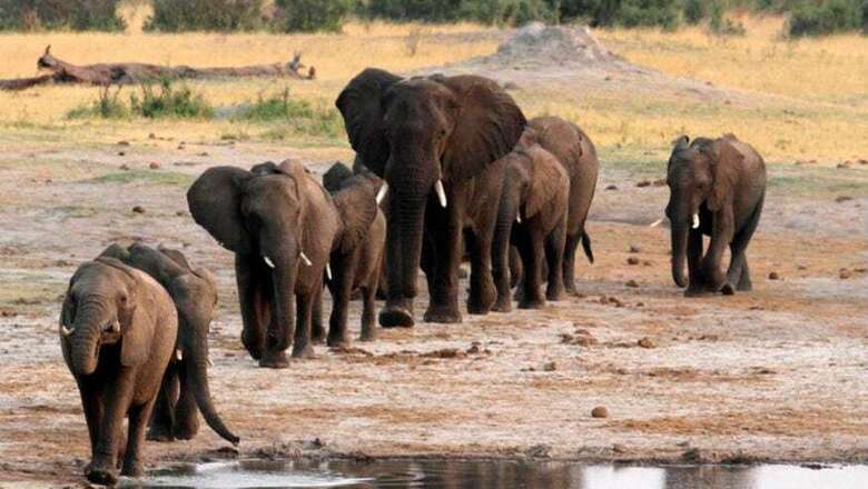 After 8 Deaths, Forest Dept Consults Doctor on Killing Elephant