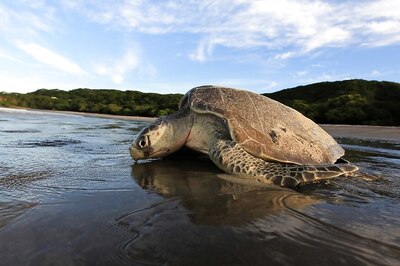 Odisha Govt Imposes 7-month Fishing Ban to Protect Olive Ridley Sea Turtles