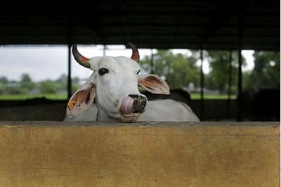 Cow Corner: Farmers Use e-Commerce Platform to Sell Cattle