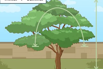 How to Prune a Tree
