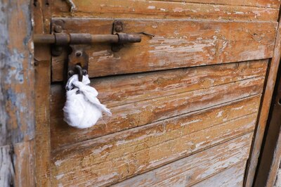 'Beheaded Jahangirpuri Youth, Sent Video to Pak': Terror Suspects Had 'Big Plans', Source Tells News18